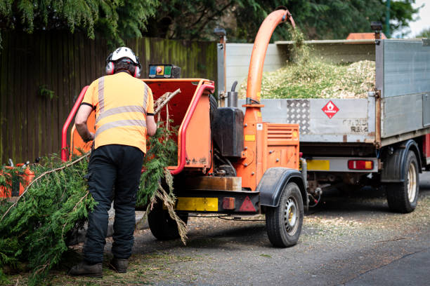 Best Tree Trimming and Pruning  in Sparta, TN