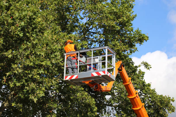 Best Storm Damage Tree Cleanup  in Sparta, TN