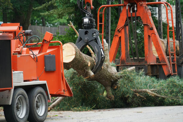 Best Leaf Removal  in Sparta, TN