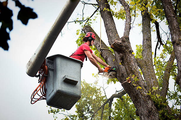 Sparta, TN Tree Care Services Company