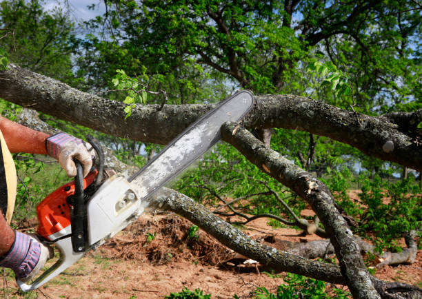 Best Firewood Processing and Delivery  in Sparta, TN