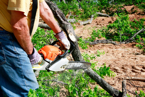 Best Emergency Tree Removal  in Sparta, TN